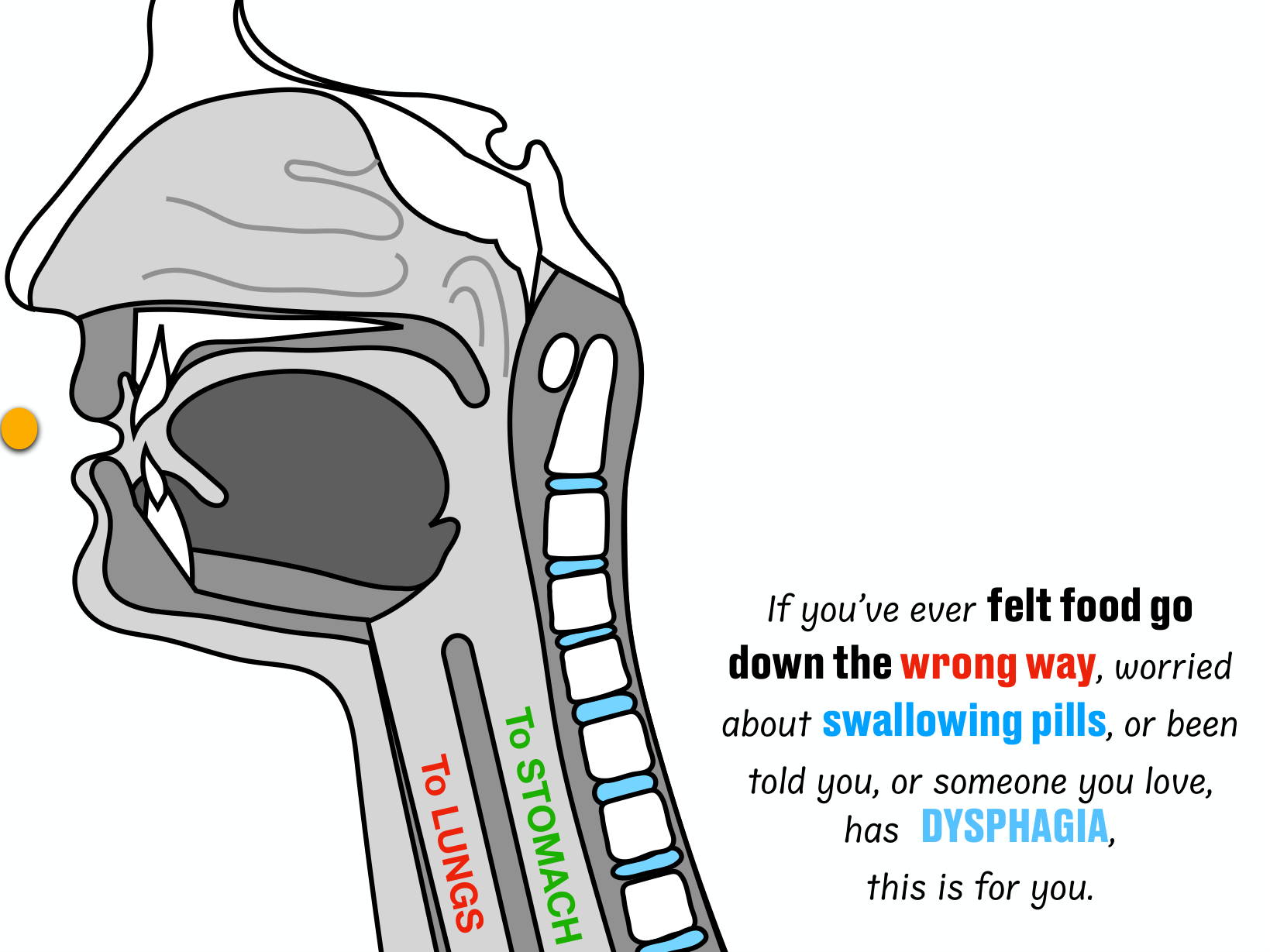 Dr. Humbert's side-view diagram showing the airway toward the lungs and the food pipe toward the stomach
