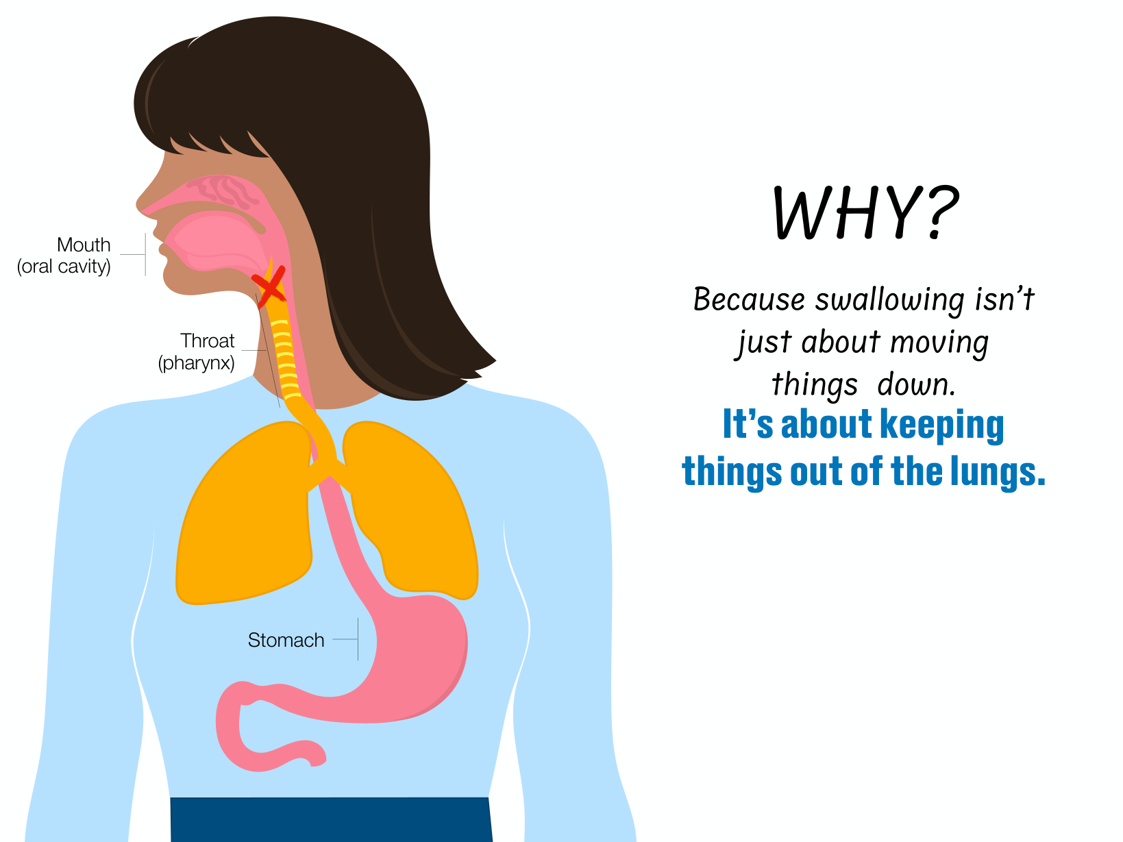 Dr. Humbert's diagram showing the lungs beside the swallowing pathway